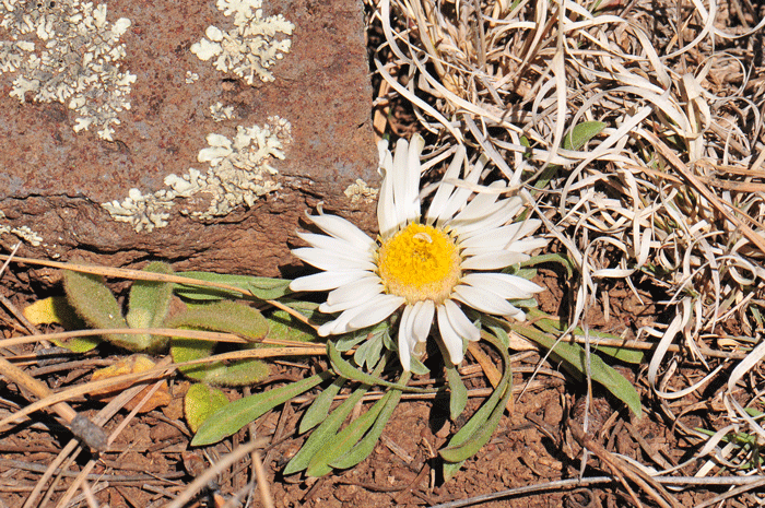 Stemless Townsend Daisy blooms from March or April to June, August or later. Townsendia exscapa